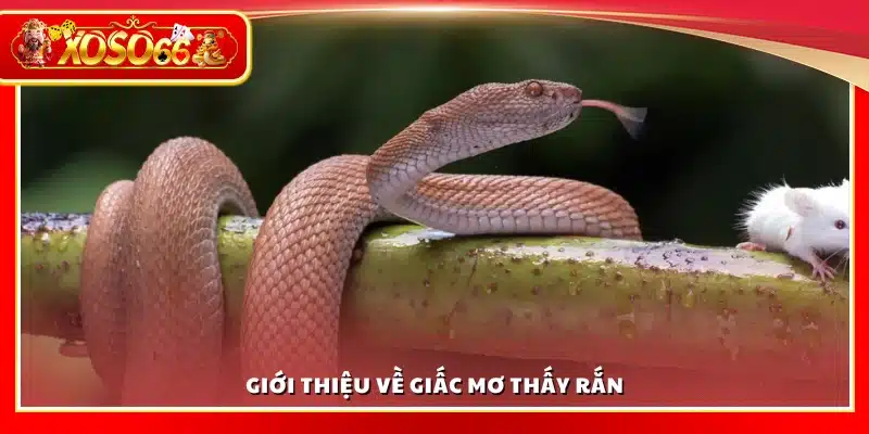 Tìm hiểu giấc mơ về rắn