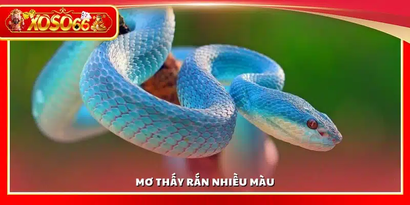 Mơ thấy rắn nhiều màu mang điềm gì?